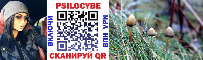 цены Невель Псилоцибиновые грибы GOLDEN TEACHER